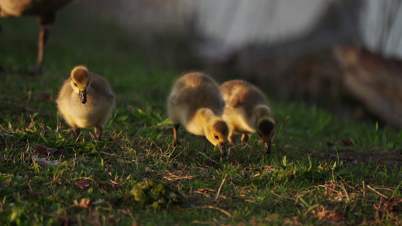 Slow-motion video of baby birds feeding and frolicking during springtime.