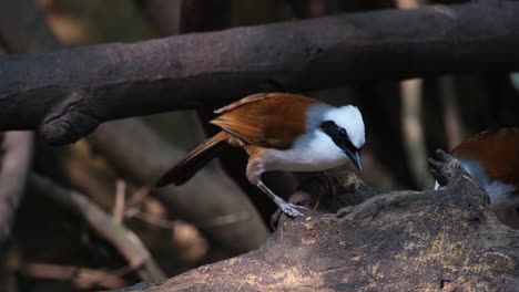 white-crested laughingthrush garrulax leucolophus feeding then goes away to the left as a greater necklaced laughingthrush pterorhinus pectoralis arrives to also feed, thailand