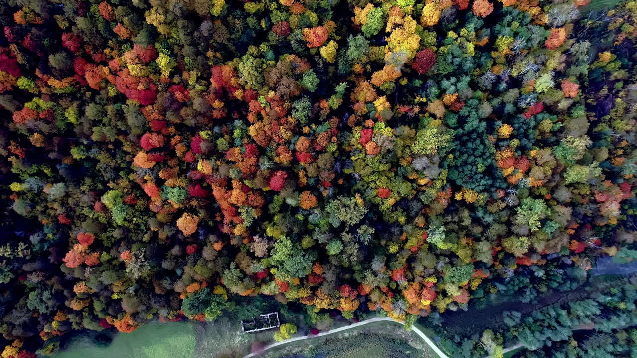 fotografía aérea de arriba hacia abajo de árboles densos y coloridos del bosque iluminados por el sol en la temporada de otoño