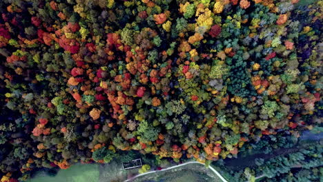 Toma-Aérea-De-Arriba-Hacia-Abajo-De-Densos-Y-Coloridos-árboles-Forestales-Iluminados-Por-El-Sol-En-La-Temporada-De-Otoño