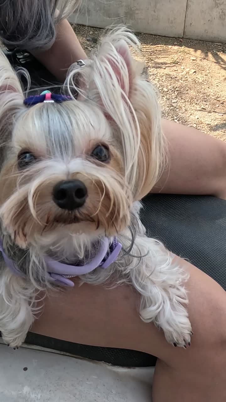 un lindo perro sentado tranquilamente en el regazo del dueño al aire libre