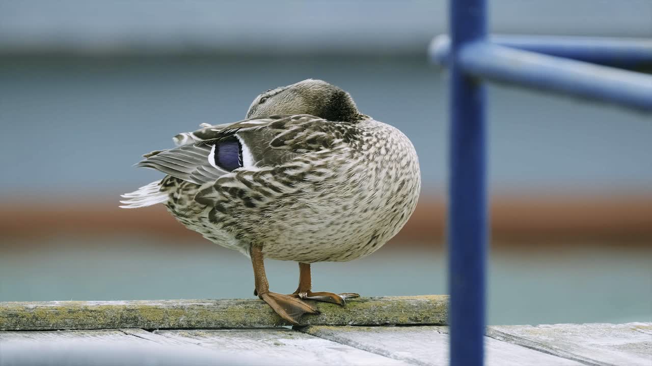 암 오리 한 마리가 자마르디 의 주요 페리 항구 근처 에서 청소 하고 있다