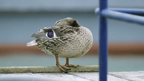 un pato hembra se limpia cerca del puerto principal de ferry en zamã¡rdi