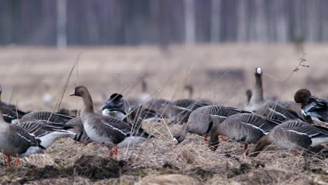 large flock of white-fronted and other geese during spring migration resting and feeding on meadow take off