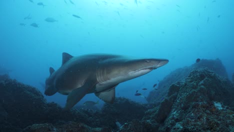 front view of a large blue nurse sand tiger shark swimming towards a scuba diver