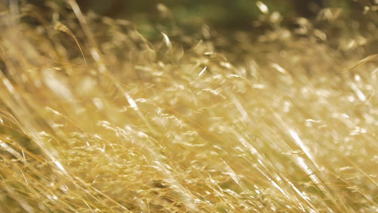 강한 바람에 흔들리는 마른 노란 풀밭, 화창한 가을날, 시골 생태학, 얕은 심도, 핸드헬드 클로즈업 샷