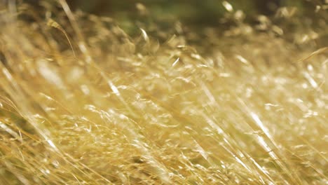 field of dried yellow grass swaying in high wind, sunny autumn day, rural ecology, shallow depth of field, handheld closeup shot