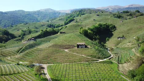 Vineyards-steep-slopes-with-rural-houses-in-Italy-during-a-sunny-summer-morning