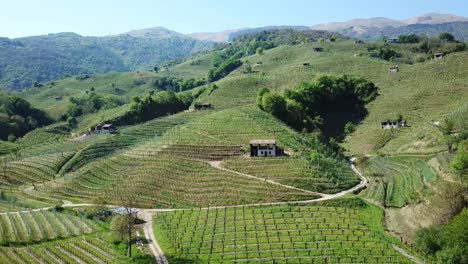 viñedos empinadas laderas con casas rurales en italia durante una soleada mañana de verano