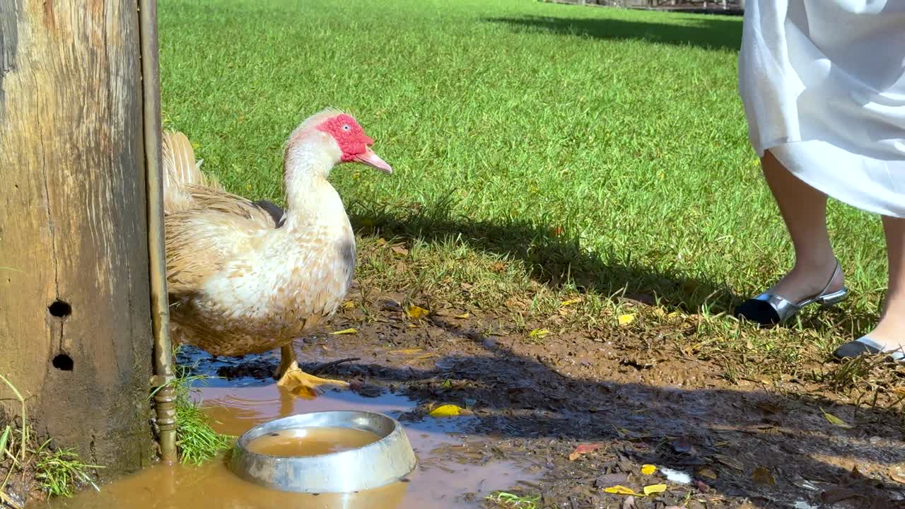 A woman in white approaches and interacts with a duck near a water bowl in a grassy area under bright sunlight