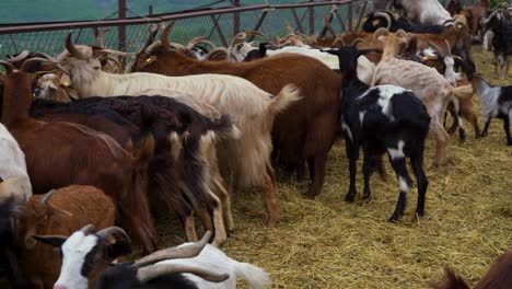 herd of goats roaming around a small dairy farm barn filled with dry hay bales, countryside domestic animals