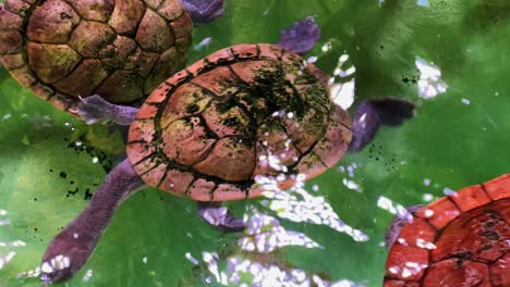 Turtles-at-the-Zoo-in-Lisbon,-Portugal-4K