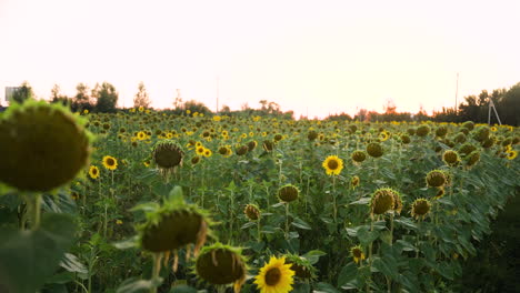 campo de girasol