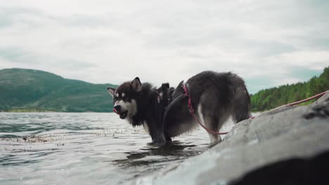 dog alaskan malamute bathes in the lake - wide