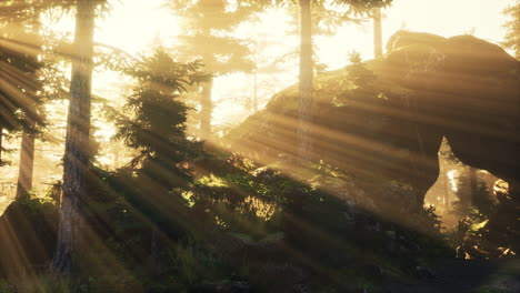 sunbeams in a magical forest