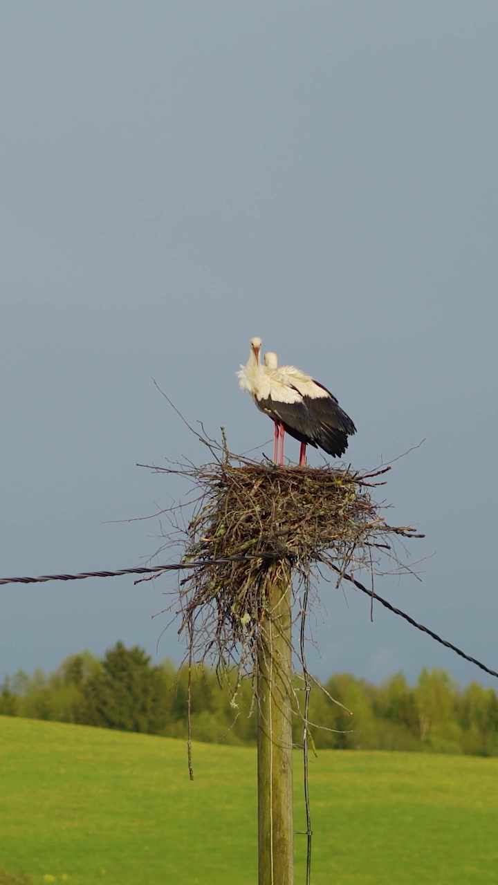 Couple de cigognes blanches perchées sur un poteau électrique rustique surplombant une prairie verdoyante pittoresque sous un ciel bleu nuageux