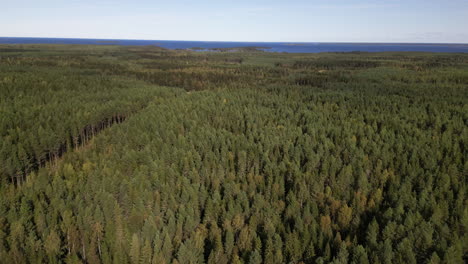 Riesiges-Gebiet-Mit-Dichtem-Nordeuropäischem-Borealwald-Und-Küstenstreifen