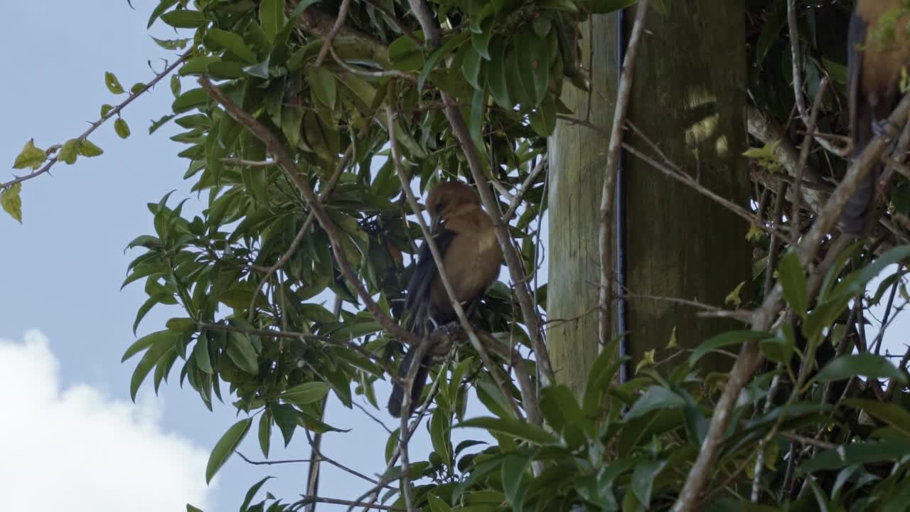 cámara lenta de cerca de una hermosa hembra adulta de barco marrón con cola pájaro grackle encaramado en una rama de un árbol tropical en los everglades de florida cerca de miami en un cálido día soleado