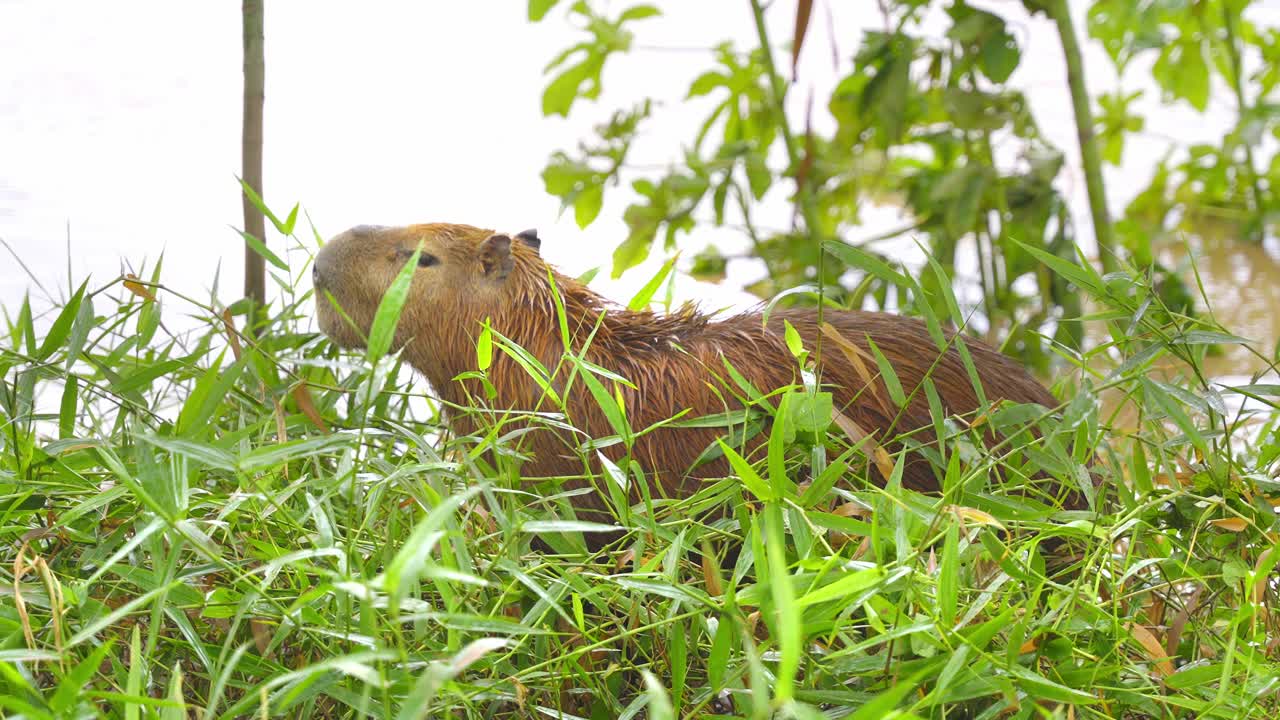 Capybara, der spiser græs i en græsklædt marsk