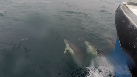 Cruising-Boat-Following-Pod-Of-Dolphins-Swimming-In-The-Sea