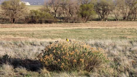 alondra occidental encaramada en un arbusto y cantando en el refugio nacional de vida silvestre del arsenal de las montañas rocosas cerca de denver, colorado, ee.uu.