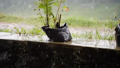 heavy rain soaking the plants in the garden