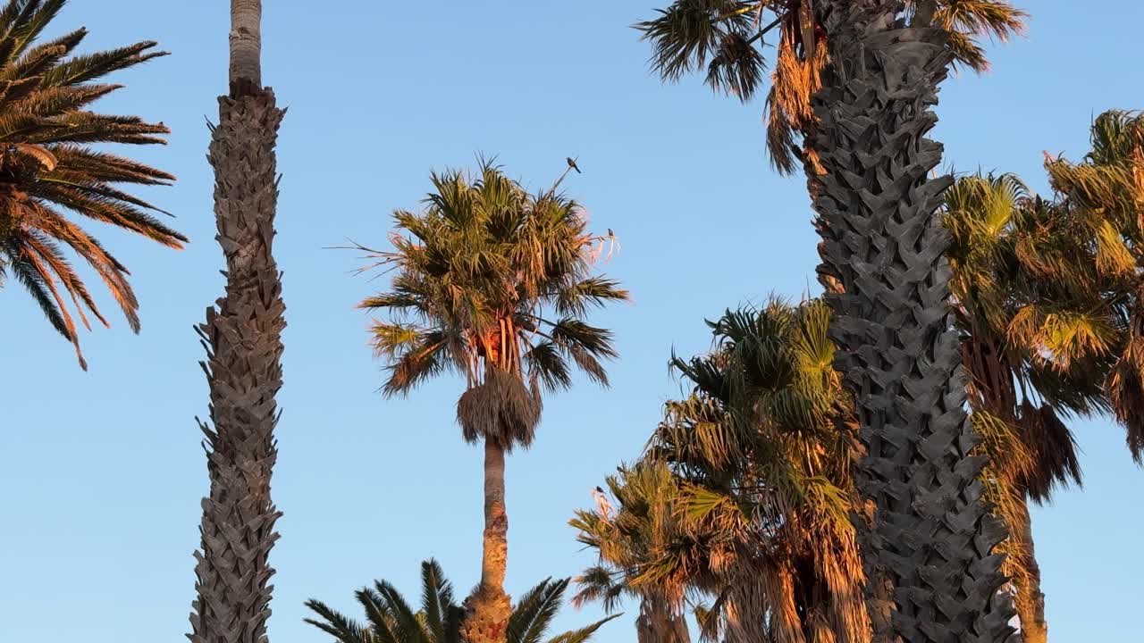 Palm trees in golden hour in Camps Bay, Cape Town.