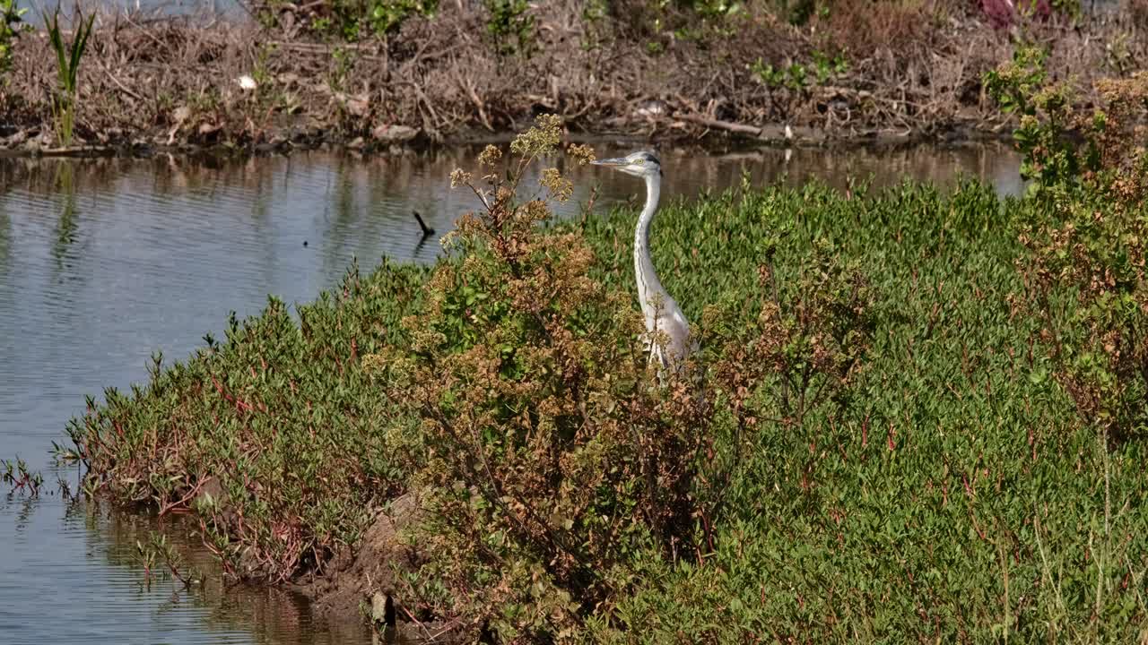 la cámara se aleja deslizándose hacia la izquierda mientras se ve lejos mientras está de pie en la hierba, garza gris ardea cinerea, tailandia