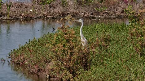 Camera-zooms-out-sliding-to-the-left-as-it-looks-far-away-while-standing-on-grass,-Grey-Heron-Ardea-cinerea,-Thailand