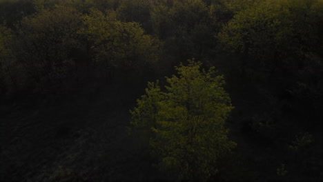 Aerial-Low-Altitude-Tilt-Of-A-Misty-Forest-With-Meadow,-Morning