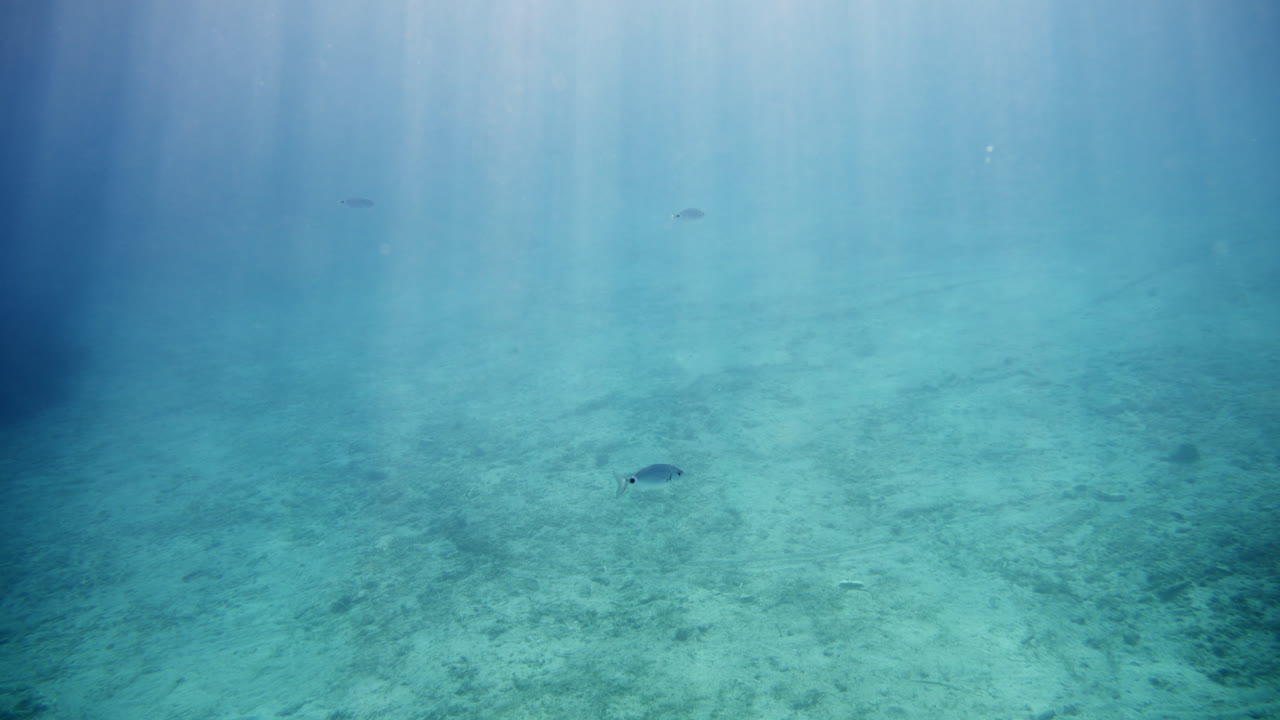 물 속 의 물고기 들 의 장면