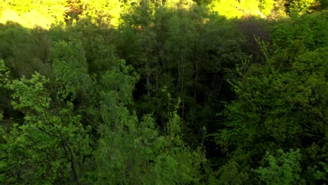 Imágenes-Aéreas-De-Un-Lago-Del-Bosque