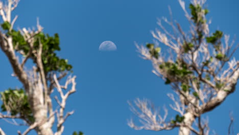 half moon rises in daytime sky, framed by small trees