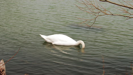 disparo en cámara lenta de un cisne nadando en un pequeño cuerpo de agua, limpiándose y buscando comida