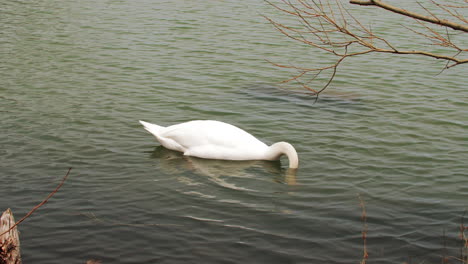 slow motion shot of a swan swimming in a small body of water, cleaning itself and looking for food