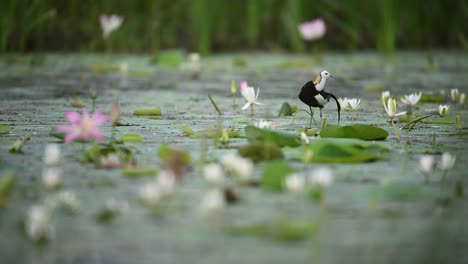 graceful jacana preens amid wet lily blossoms under soft post-rainlight