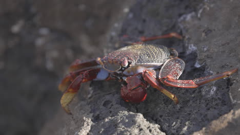 Primer-Plano-De-Cangrejos-Rojos-En-Las-Rocas