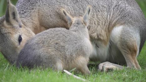 Close-up-of-adult-and-baby-patagonian-mara-feeding-on-green-grass