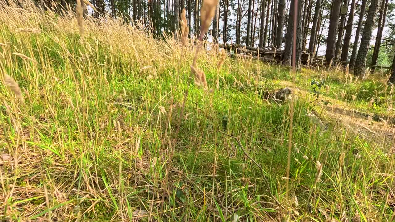 Low-angle camera glides through sunlit wild grass, revealing tranquil pine woodland in Highlands
