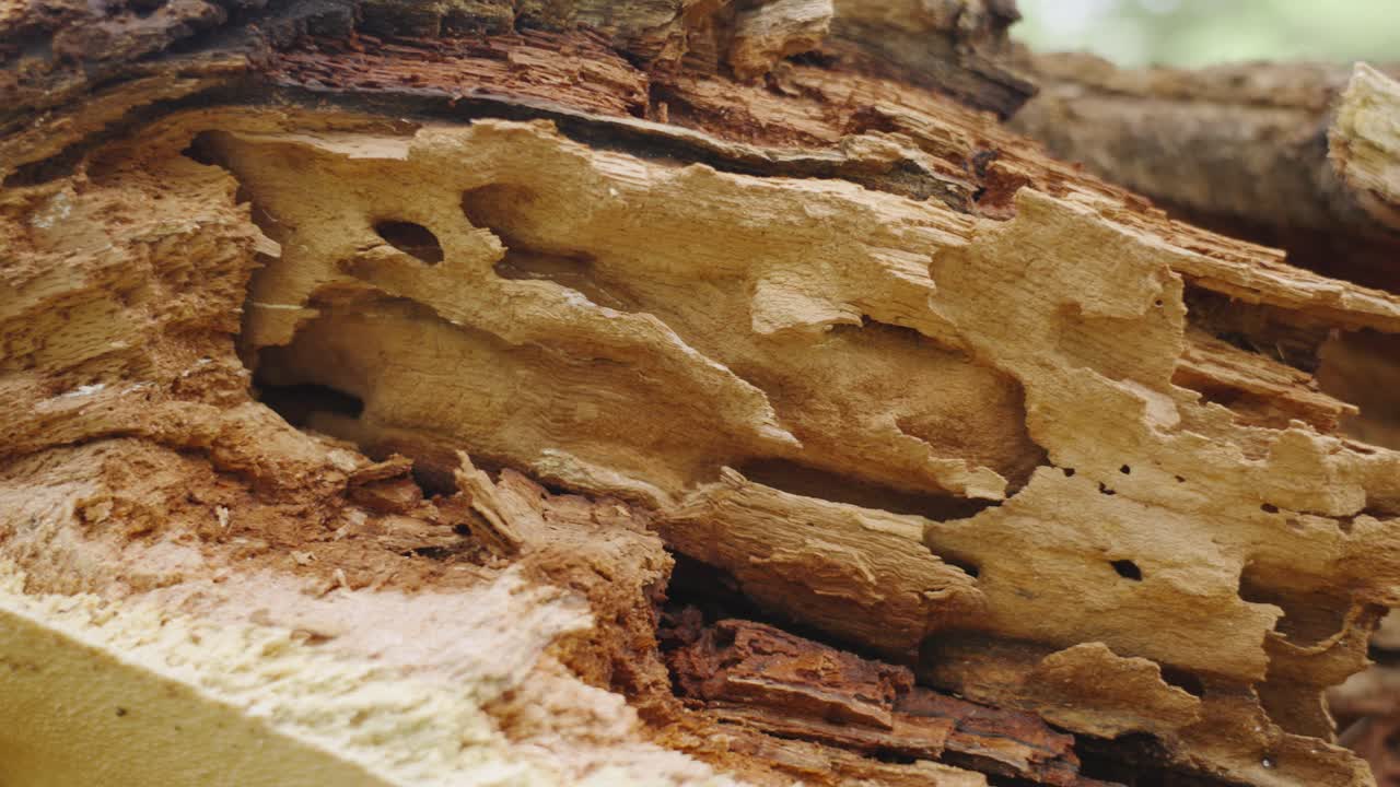 나무 가지의 절벽을 가로질러 으로 가는 트랙