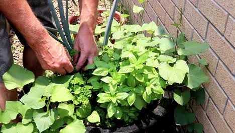 Recogiendo-Hierbas-De-Un-Pequeño-Jardín-De-Hierbas