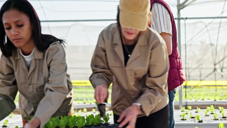 farmers working in a greenhouse
