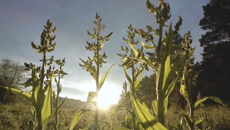 sunrise or sunset in a meadow with flowers