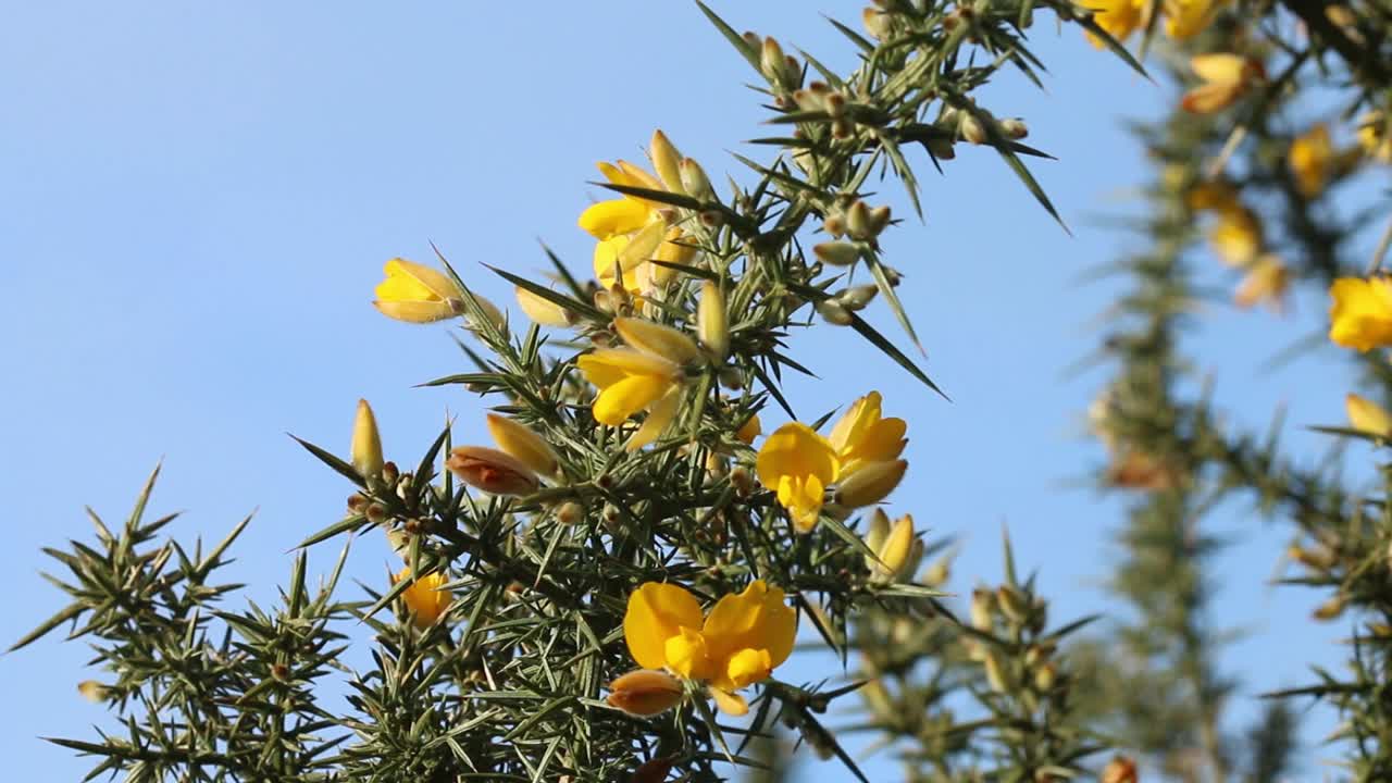 Gorse Flowers, Ulex europaeus,, against a blue sky in January