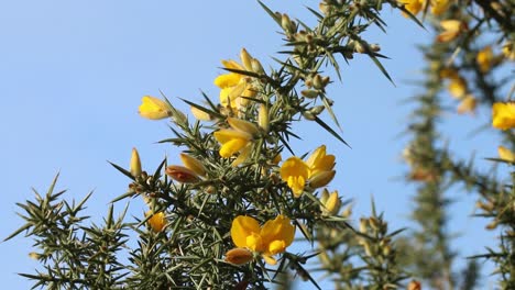 Ginsterblüten,-Ulex-Europaeus,-Vor-Blauem-Himmel-Im-Januar