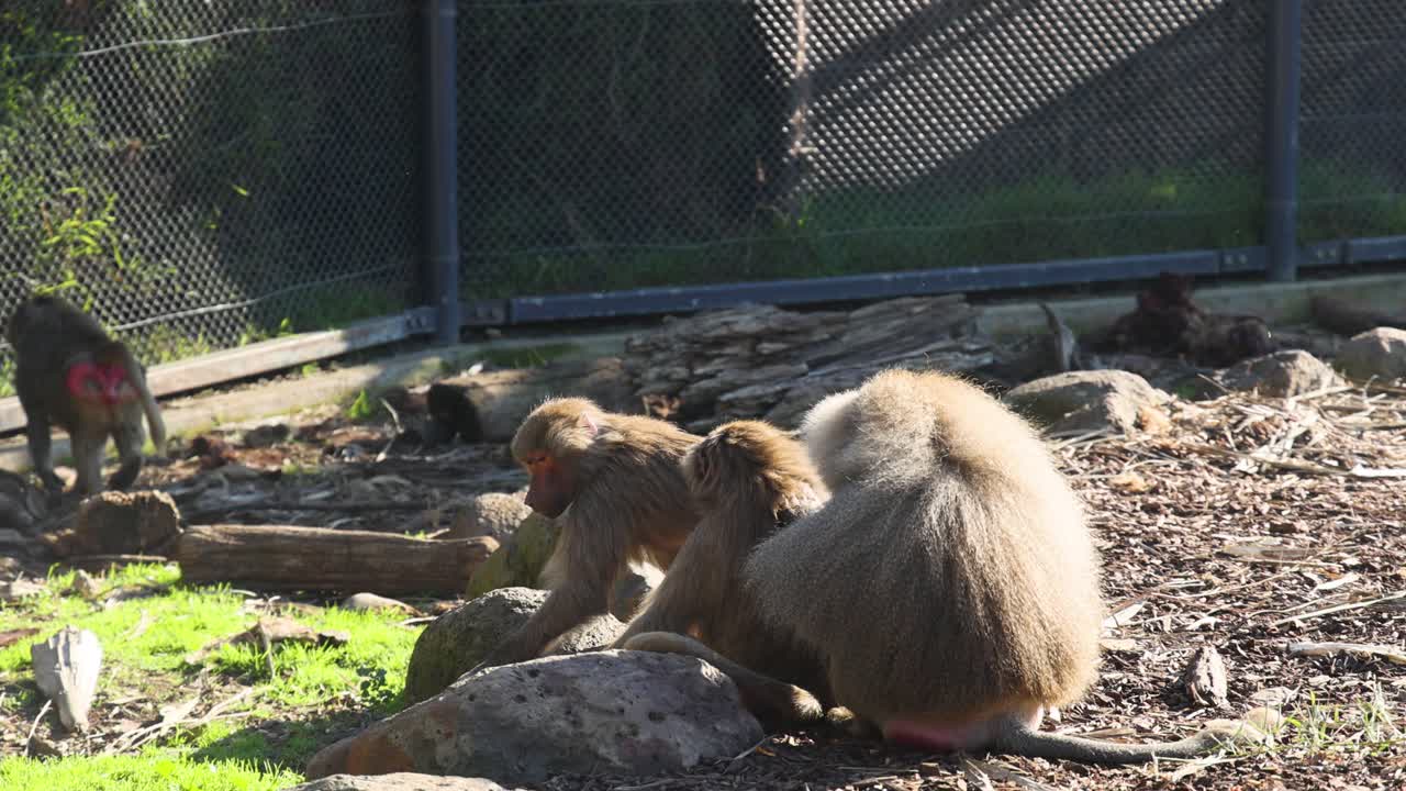 동물원 안에서 상호 작용하는 바비온