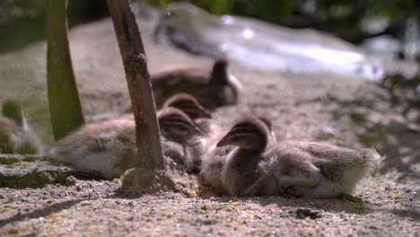 Slow-motion-view-of-Young-Maned-Ducks-in-nature-setting,-pooping