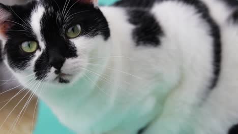 A-sliding-shot-of-a-black-and-white-cat-with-unique-markings