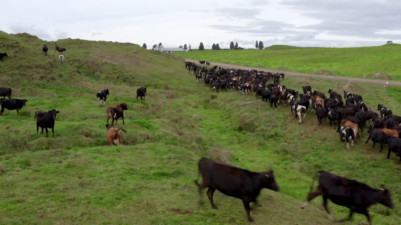 Mandria di mucche che corrono attraverso il campo, con le code all'aria, spaventate
