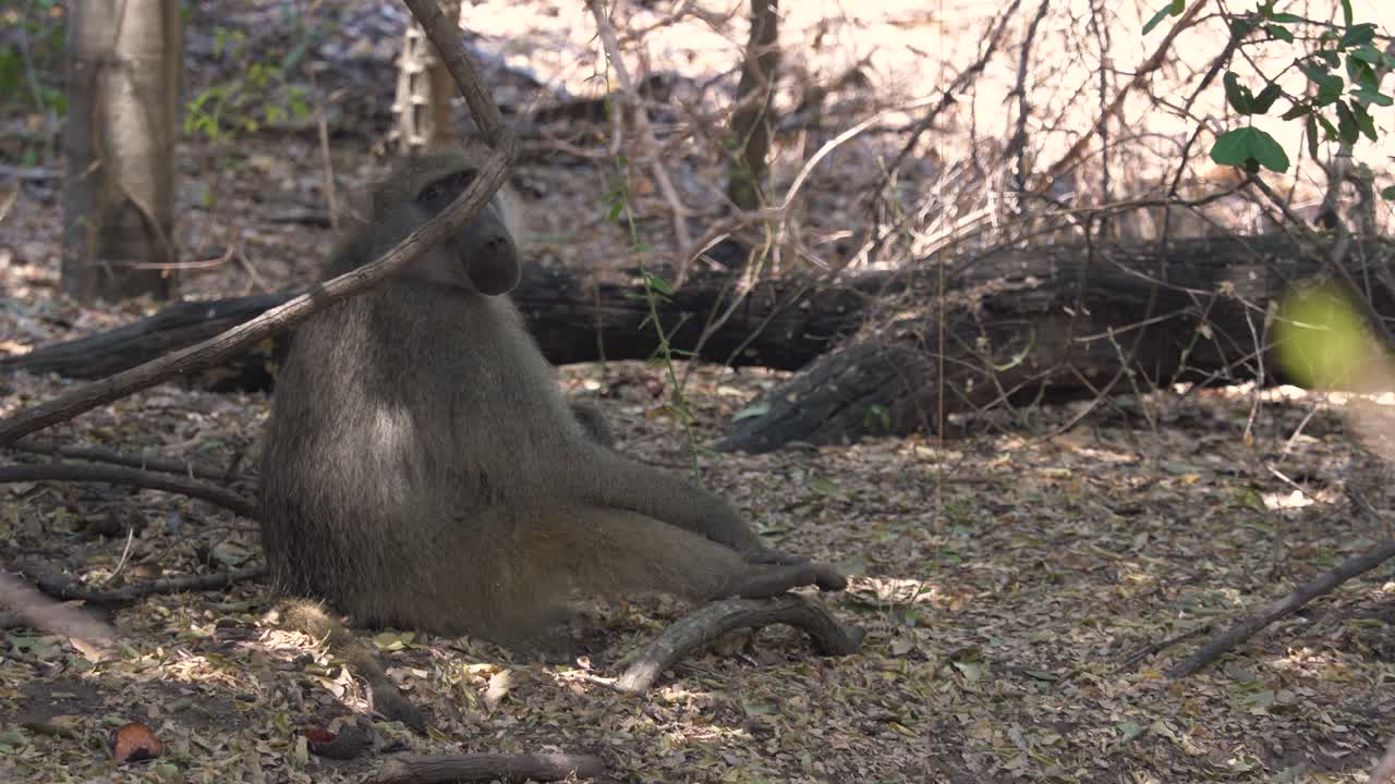 카메라를 들여다보는 지루하고 외로운 개코원숭이의 핸드헬드 샷은 거의 관심을 보이지 않습니다